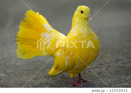 pigeon pigeon 12353415