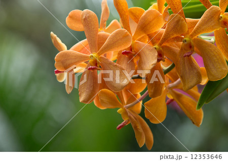 orchid 12353646