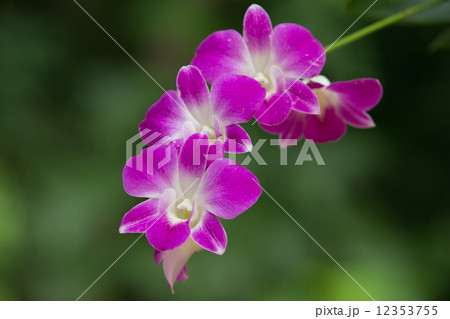 orchid orchid 12353755