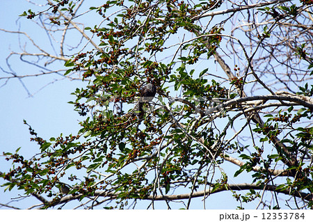 クワとムクドリ 12353784