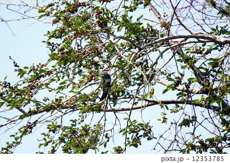 クワとムクドリ 12353785
