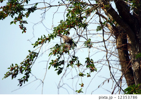 クワとムクドリ 12353786