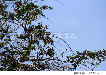 クワとムクドリ 12353790