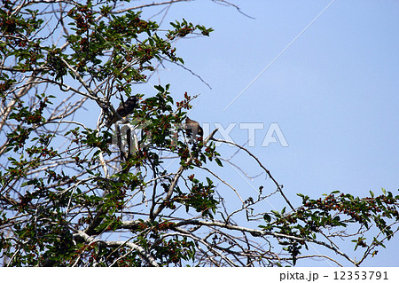 クワとムクドリ 12353791