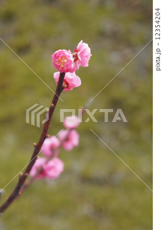 八重寒紅梅 12354204