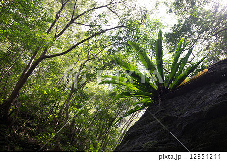 やんばるの森林・オオタニワタリ やんばるの森林・オオタニワタリ 12354244