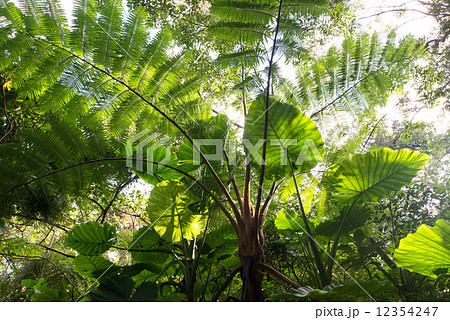 やんばるの森林・ヒカゲへゴとクワズイモ やんばるの森林・ヒカゲへゴとクワズイモ 12354247