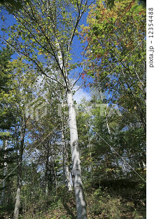 白樺の木 白樺の木 12354488