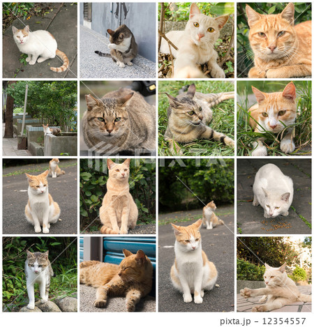 Tabby cat standing on the stone wall. 12354557