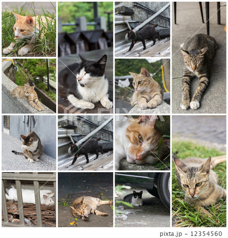 cat at window 12354560