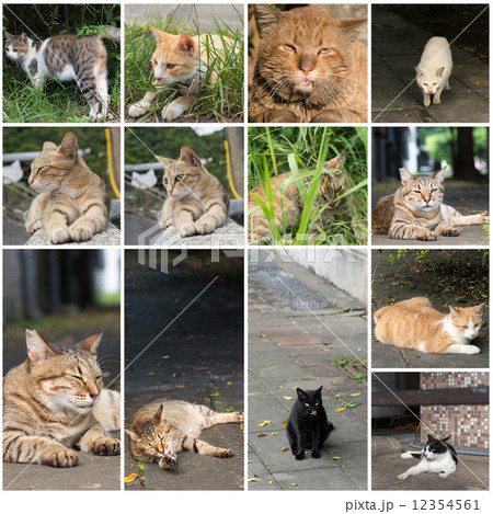 Stray tabby cat Stray tabby cat 12354561