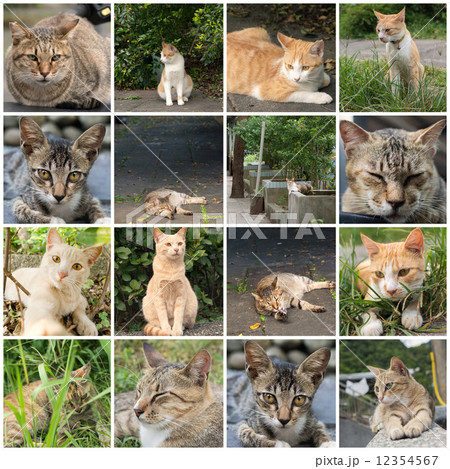 Tabby cat lying on the grassland. 12354567