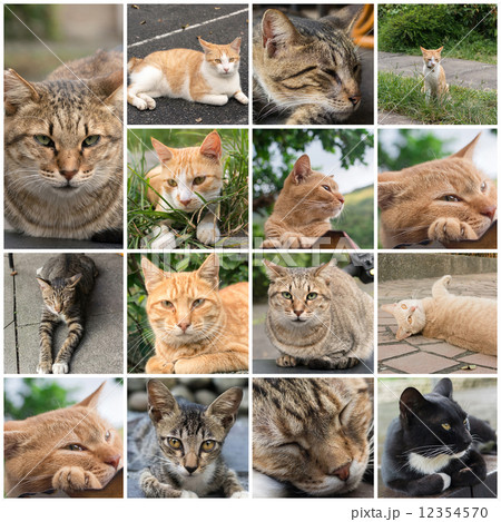 Cat resting on the roof. 12354570