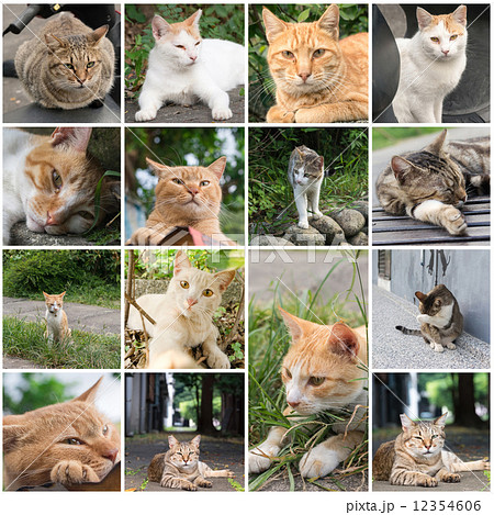Cat resting on the roof. Cat resting on the roof. 12354606