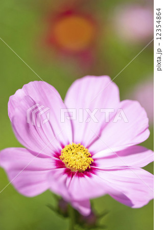 コスモスの花 12354864
