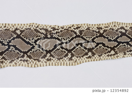 ヘビ皮 12354892
