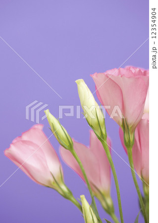 トルコギキョウ トルコギキョウ 12354904