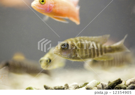 シクリッド 12354905