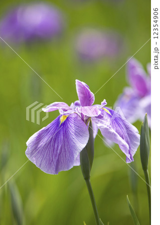 ハナショウブ ハナショウブ 12354906