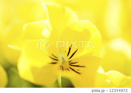 パンジー パンジー 12354972