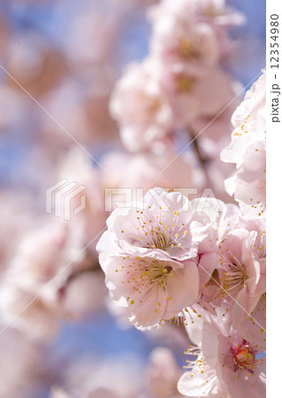 梅の花 12354980