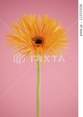 ガーベラの花 12355036