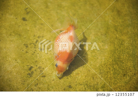 キンギョ キンギョ 12355107