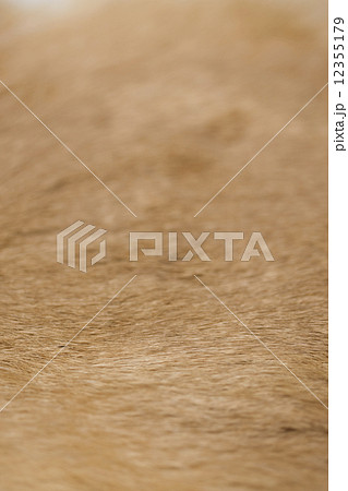 ウサギの毛皮 12355179