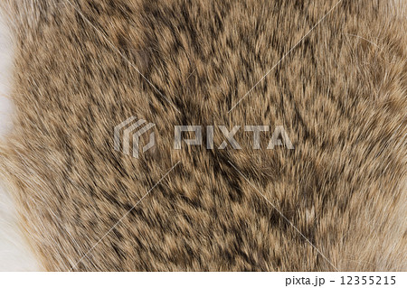 ウサギの毛皮 ウサギの毛皮 12355215