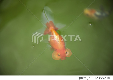 スイホウガン 12355216