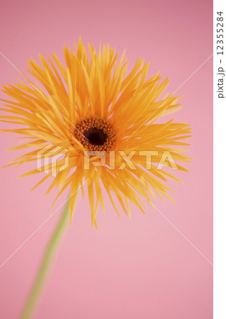 ガーベラの花 12355284