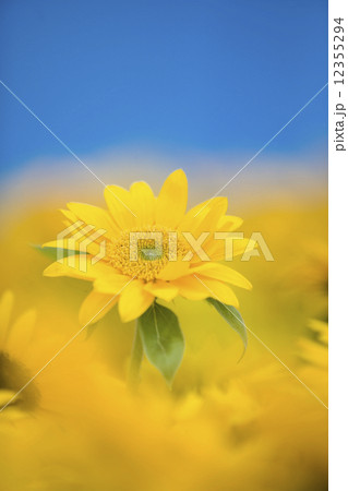 ヒマワリ 12355294