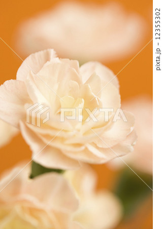 カーネーション 12355302