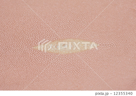 エイの皮 12355340