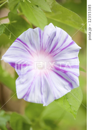 アサガオの花 12355385