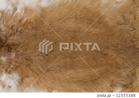 ウサギの毛皮 ウサギの毛皮 12355388