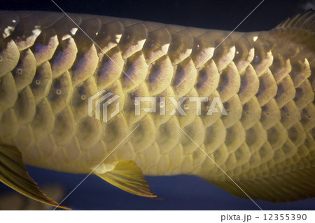 アジアアロワナ 12355390