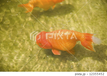 ランチュウ ランチュウ 12355452