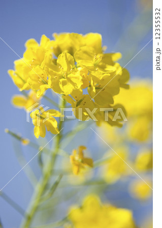 菜の花 12355532