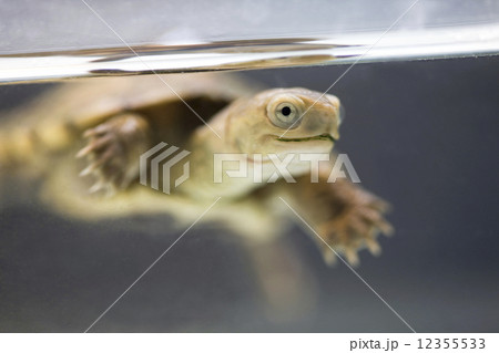 イシガメ 12355533