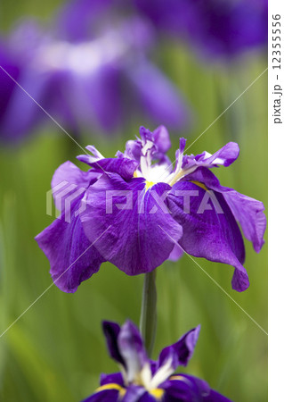 ハナショウブ 12355556