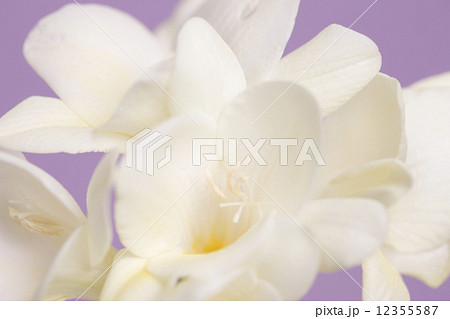 フリージア フリージア 12355587