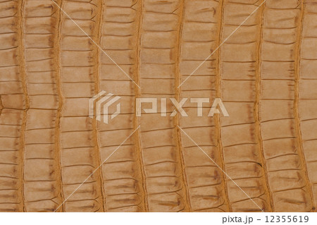 ワニの皮 ワニの皮 12355619