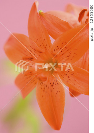 ヒメユリ 12355680