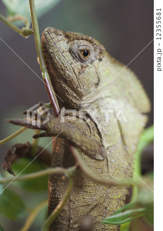 イグアナ 12355681