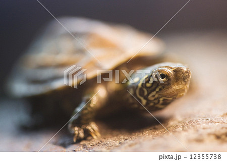 イシガメ イシガメ 12355738