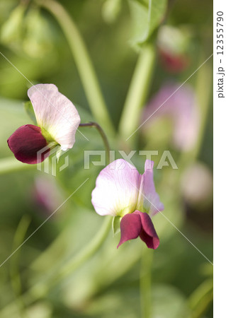 キヌサヤの花 12355790