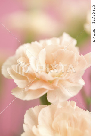 カーネーション カーネーション 12355825