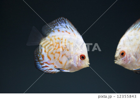 ディスカス ディスカス 12355843