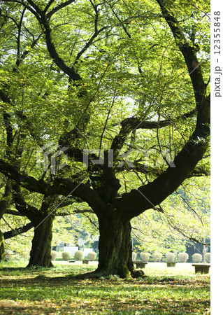 都立小金井公園 12355848